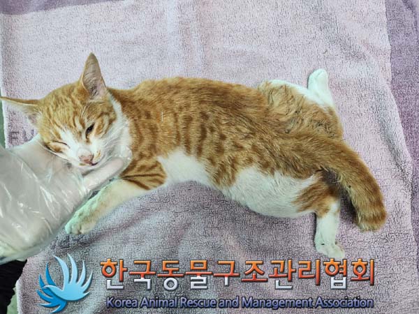 한국동물구조관리협회_441559202300997